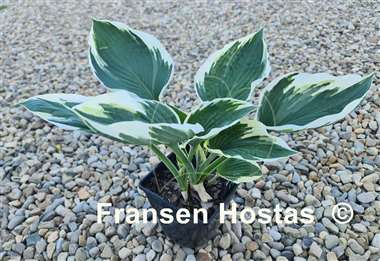 Hosta Zonda